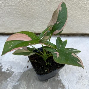 Syngonium Pink Splash Live Plant – 4 inch Pot – Indoor Houseplant - Image 2