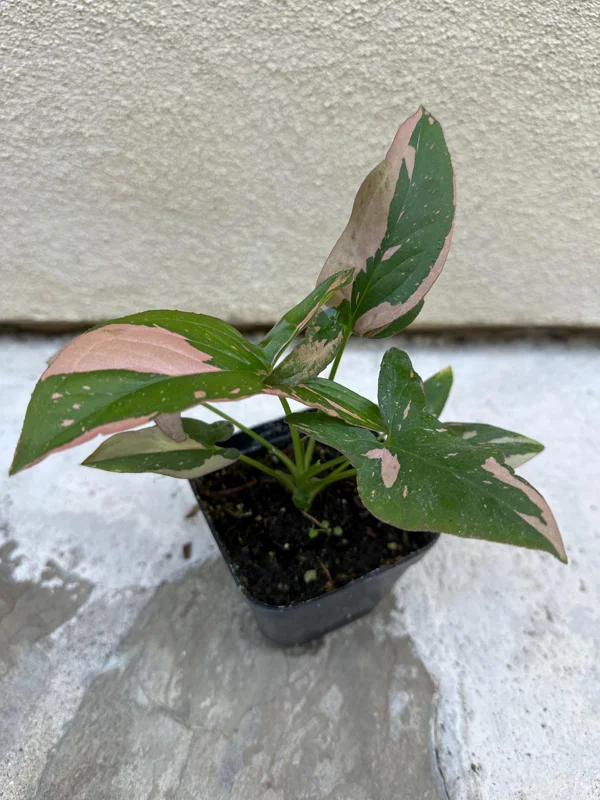 Syngonium Pink Splash Live Plant – 4 inch Pot – Indoor Houseplant - Image 2