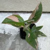 Syngonium Pink Splash Live Plant – 4 inch Pot – Indoor Houseplant - Image 1