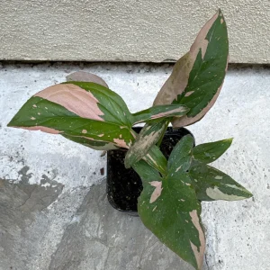 Syngonium Pink Splash Live Plant – 4 inch Pot – Indoor Houseplant - Image 1