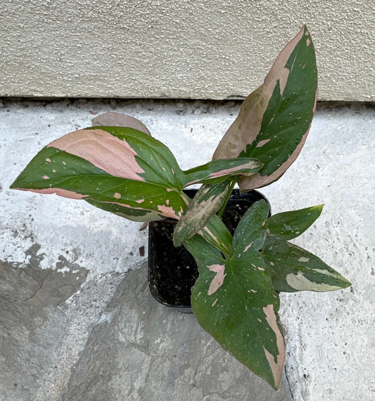 Syngonium Pink Splash Live Plant – 4 inch Pot – Indoor Houseplant - Image 1
