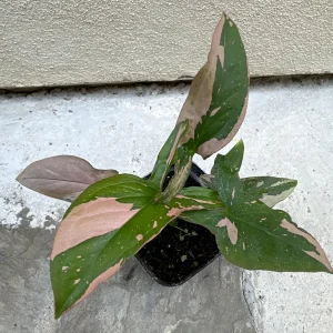 Syngonium Pink Splash Live Plant – 4 inch Pot – Indoor Houseplant - Image 3