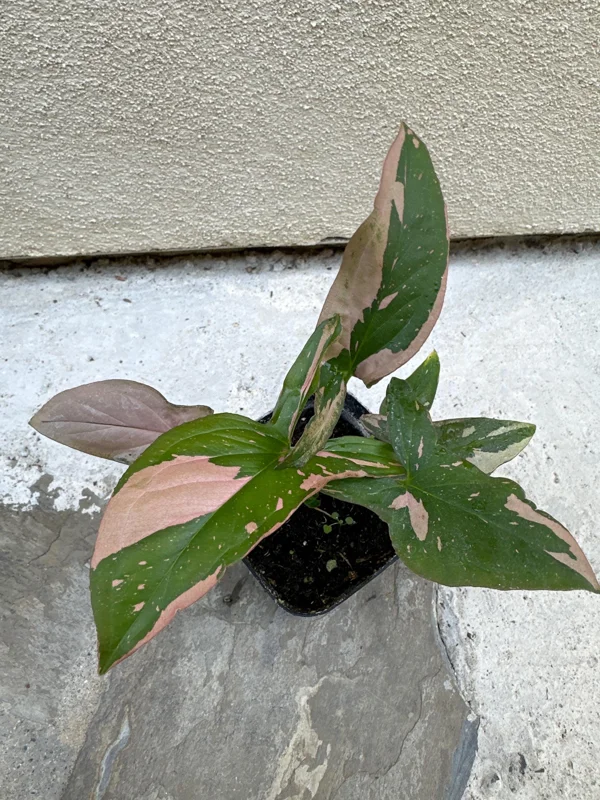 Syngonium Pink Splash Live Plant – 4 inch Pot – Indoor Houseplant - Image 3