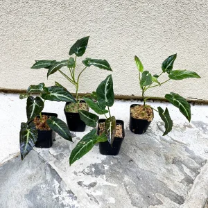 Syngonium Rayii Dark Green Live Plant – Potted Houseplant – Indoor - Image 2