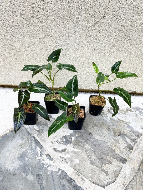 Syngonium Rayii Dark Green Live Plant – Potted Houseplant – Indoor - Image 2