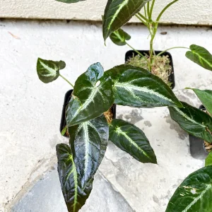 Syngonium Rayii Dark Green Live Plant – Potted Houseplant – Indoor - Image 3