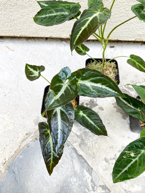 Syngonium Rayii Dark Green Live Plant – Potted Houseplant – Indoor - Image 3
