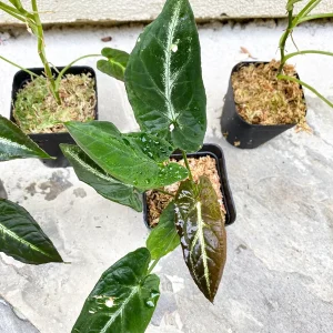 Syngonium Rayii Dark Green Live Plant – Potted Houseplant – Indoor - Image 4