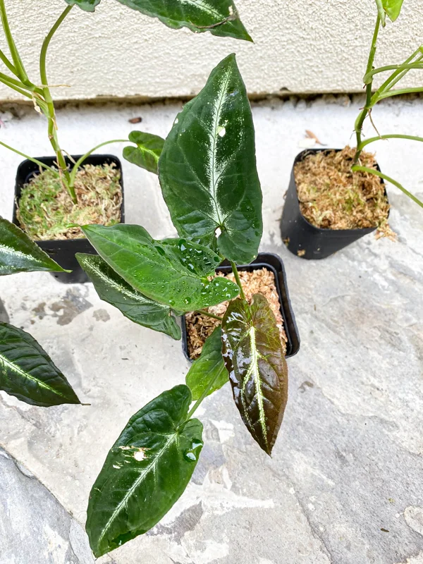 Syngonium Rayii Dark Green Live Plant – Potted Houseplant – Indoor - Image 4