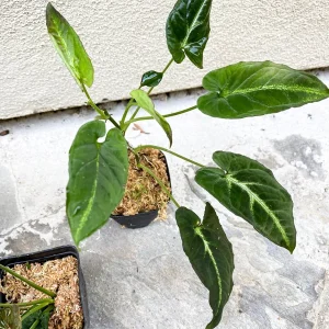 Syngonium Rayii Dark Green Live Plant – Potted Houseplant – Indoor - Image 5