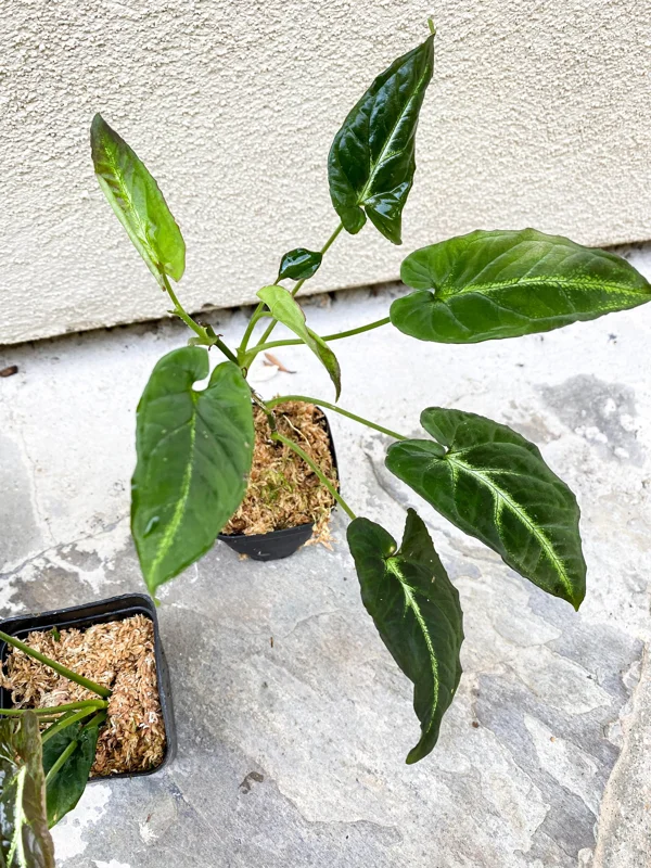 Syngonium Rayii Dark Green Live Plant – Potted Houseplant – Indoor - Image 5