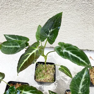 Syngonium Rayii Dark Green Live Plant – Potted Houseplant – Indoor - Image 6