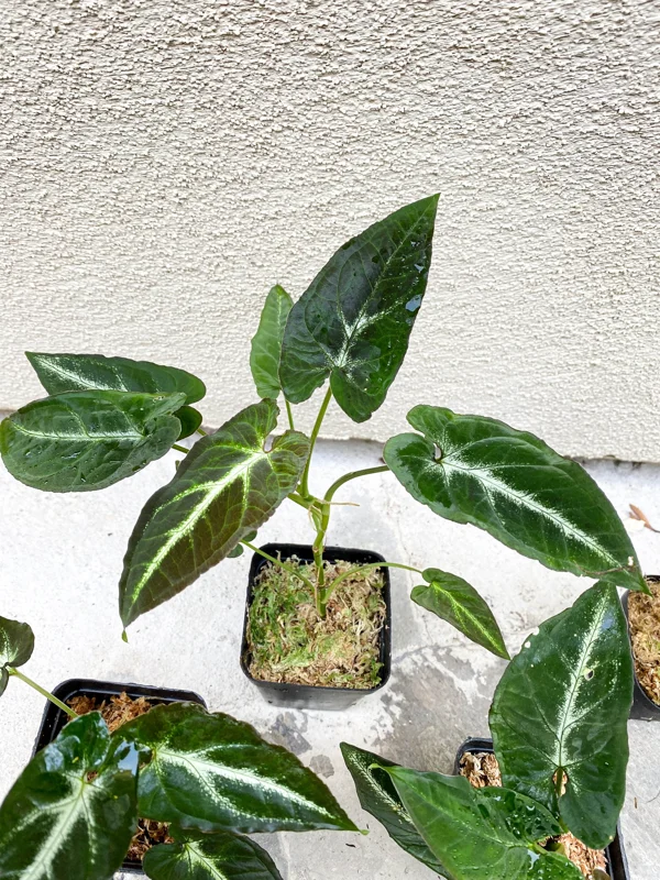 Syngonium Rayii Dark Green Live Plant – Potted Houseplant – Indoor - Image 6