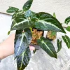 Syngonium Rayii Dark Green Live Plant – Potted Houseplant – Indoor - Image 1