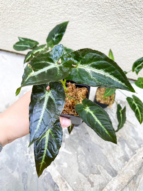 Syngonium Rayii Dark Green Live Plant – Potted Houseplant – Indoor - Image 1