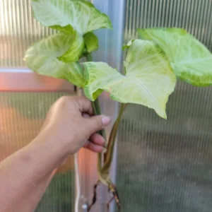 Syngonium White Butterfly Arrowhead Plant Live Bare Root - 7 in - Indoor/Outdoor - Image 3