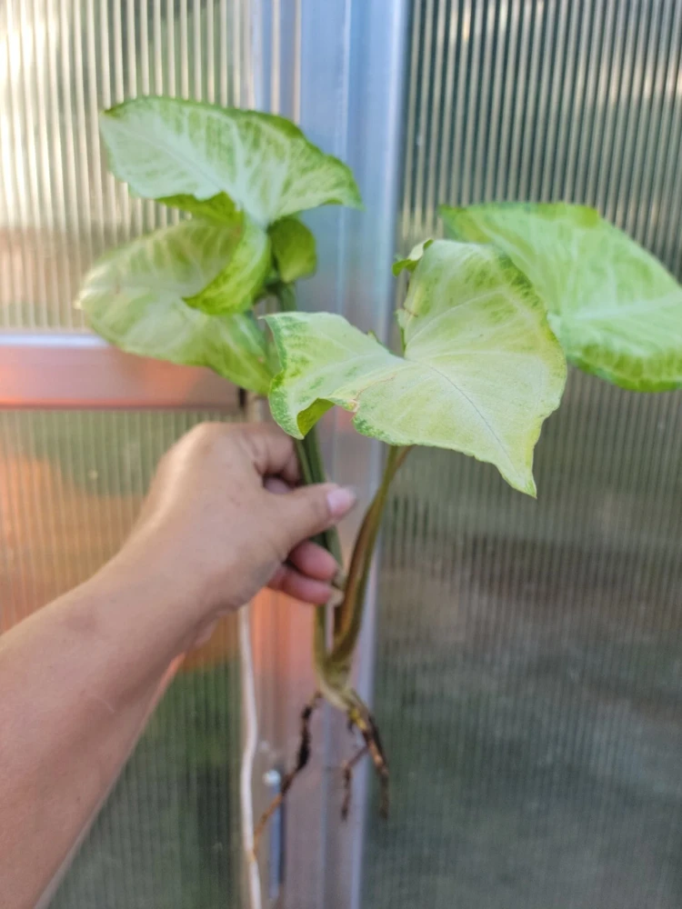 Syngonium White Butterfly Arrowhead Plant Live Bare Root - 7 in - Indoor/Outdoor - Image 3