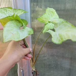 Syngonium White Butterfly Arrowhead Plant Live Bare Root - 7 in - Indoor/Outdoor - Image 1
