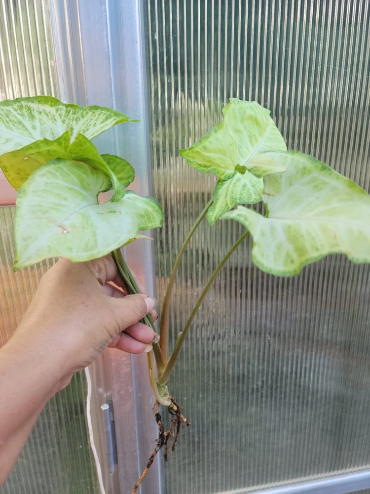 Syngonium White Butterfly Arrowhead Plant Live Bare Root - 7 in - Indoor/Outdoor - Image 1