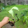 Syngonium White Butterfly Live Plant – Arrowhead Vine – 3-inch Pot – Indoor/Outdoor - Image 1