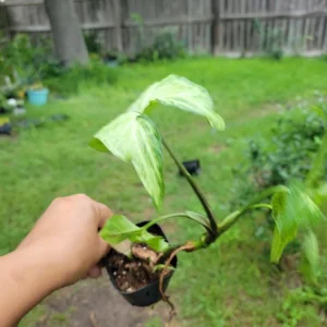 Syngonium White Butterfly Live Plant – Arrowhead Vine – 3-inch Pot – Indoor/Outdoor - Image 1