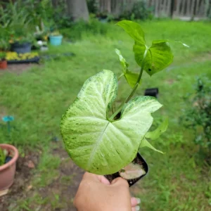 Syngonium White Butterfly Live Plant – Arrowhead Vine – 3-inch Pot – Indoor/Outdoor - Image 3
