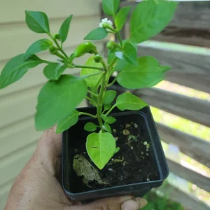 Tabasco Pepper Live Plants – Vegetable – 10 Plants in 2.5 inch pots – Outdoor - Image 2
