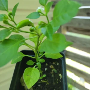 Tabasco Pepper Live Plants – Vegetable – 10 Plants in 2.5 inch pots – Outdoor - Image 3