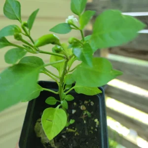 Tabasco Pepper Live Plants – Vegetable – 10 Plants in 2.5 inch pots – Outdoor - Image 4