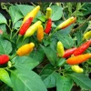Tabasco Pepper Live Plants – Vegetable – 10 Plants in 2.5 inch pots – Outdoor - Image 1