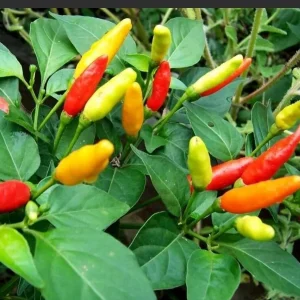 Tabasco Pepper Live Plants – Vegetable – 10 Plants in 2.5 inch pots – Outdoor - Image 1