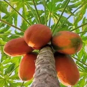 Taiwan Red Lady Hybrid Papaya Live Plant - Tropical Fruit Tree - Image 1