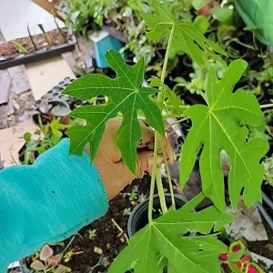 Taiwan Red Lady Hybrid Papaya Live Plant - Tropical Fruit Tree - Image 2