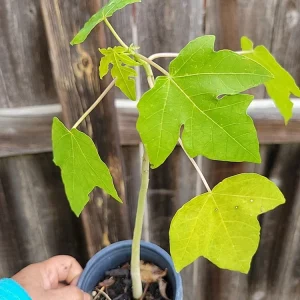 Taiwan Red Lady Hybrid Papaya Live Plant - Tropical Fruit Tree - Image 3