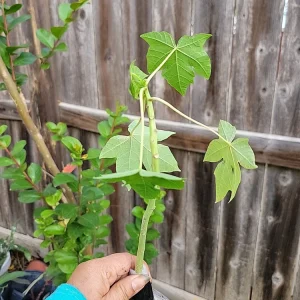 Taiwan Red Lady Hybrid Papaya Live Plant - Tropical Fruit Tree - Image 4