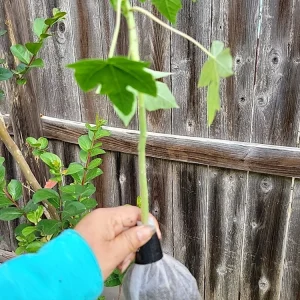 Taiwan Red Lady Hybrid Papaya Live Plant - Tropical Fruit Tree - Image 5