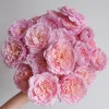 Taoran Rose Live Plant - Double Orange-Pink Blooms - 60-90 cm Tall - Image 1