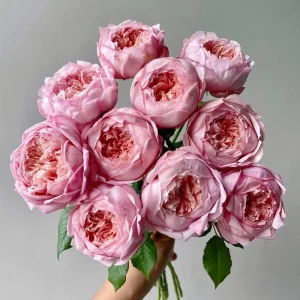 Taoran Rose Live Plant - Double Orange-Pink Blooms - 60-90 cm Tall - Image 2