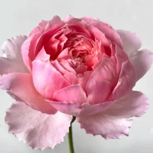 Taoran Rose Live Plant - Double Orange-Pink Blooms - 60-90 cm Tall - Image 3