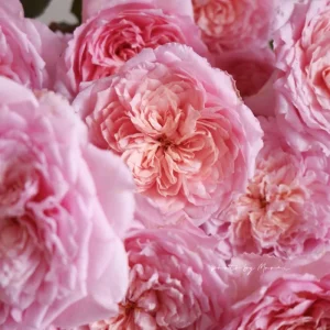 Taoran Rose Live Plant - Double Orange-Pink Blooms - 60-90 cm Tall - Image 4