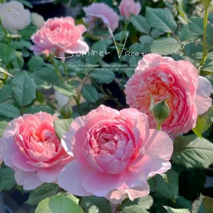 Taoran Rose Live Plant - Double Orange-Pink Blooms - 60-90 cm Tall - Image 5