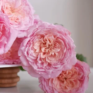 Taoran Rose Live Plant - Double Orange-Pink Blooms - 60-90 cm Tall - Image 6