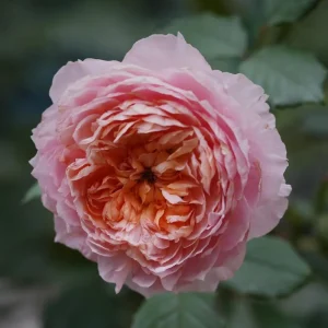 Taoran Rose Live Plant - Double Orange-Pink Blooms - 60-90 cm Tall - Image 7