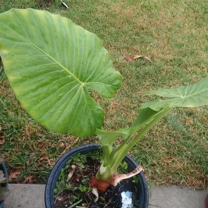 Taro Elephant Ear Live Plant - Colocasia Esculenta - 4 Feet Tall - Indoor/Outdoor - Image 2