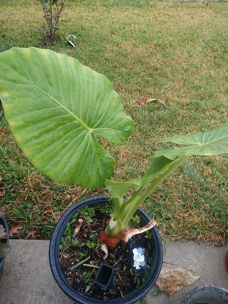 Taro Elephant Ear Live Plant - Colocasia Esculenta - 4 Feet Tall - Indoor/Outdoor - Image 2