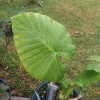 Taro Elephant Ear Live Plant - Colocasia Esculenta - 4 Feet Tall - Indoor/Outdoor - Image 1