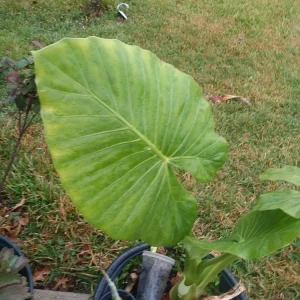 Taro Elephant Ear Live Plant - Colocasia Esculenta - 4 Feet Tall - Indoor/Outdoor - Image 1