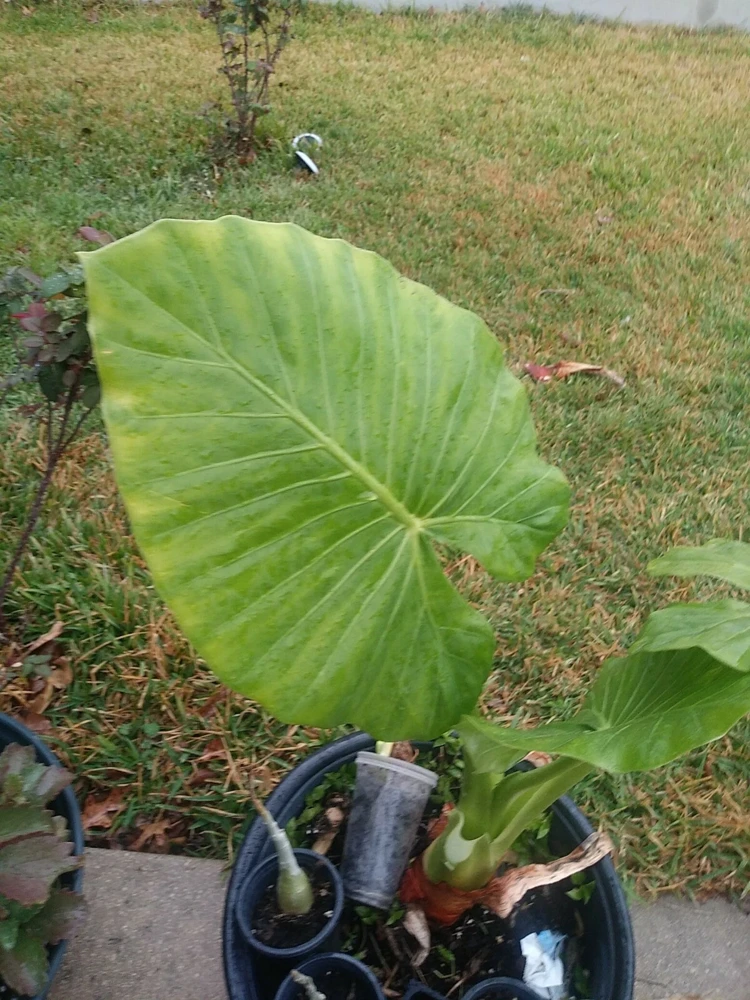 Taro Elephant Ear Live Plant - Colocasia Esculenta - 4 Feet Tall - Indoor/Outdoor - Image 1