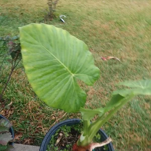 Taro Elephant Ear Live Plant - Colocasia Esculenta - 4 Feet Tall - Indoor/Outdoor - Image 3