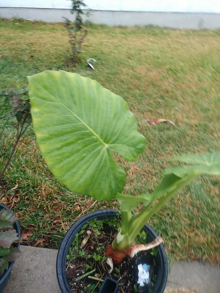 Taro Elephant Ear Live Plant - Colocasia Esculenta - 4 Feet Tall - Indoor/Outdoor - Image 3